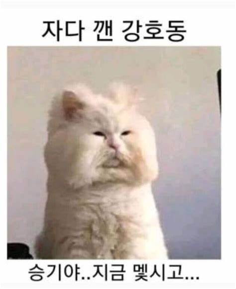 고양이.jpg