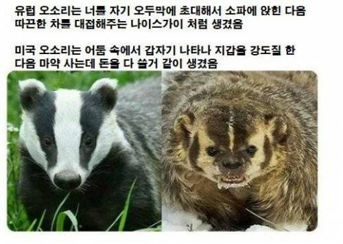 같은_동물_다른_느낌.jpg