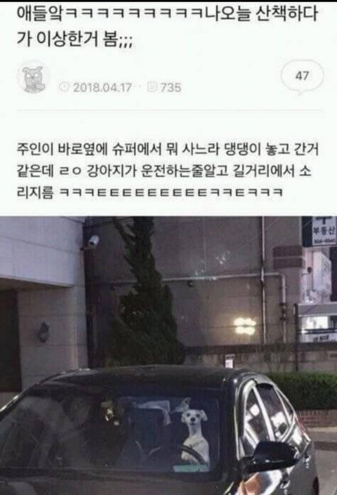 운전하는_강아지.jpg