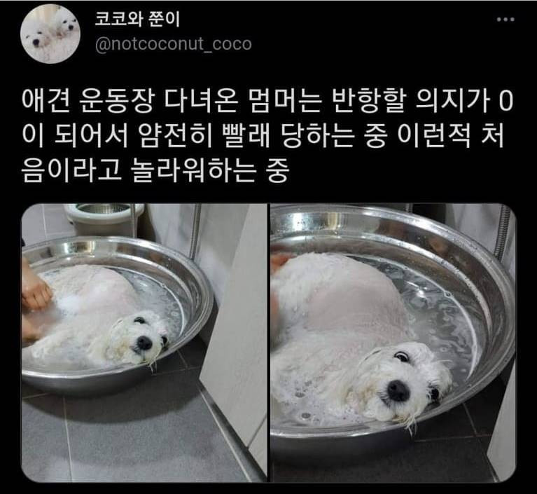 애견_운동장_다녀온_댕댕이_녹초.jpg