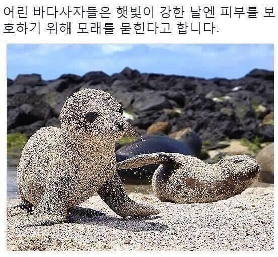 바다사자_한과.jpg