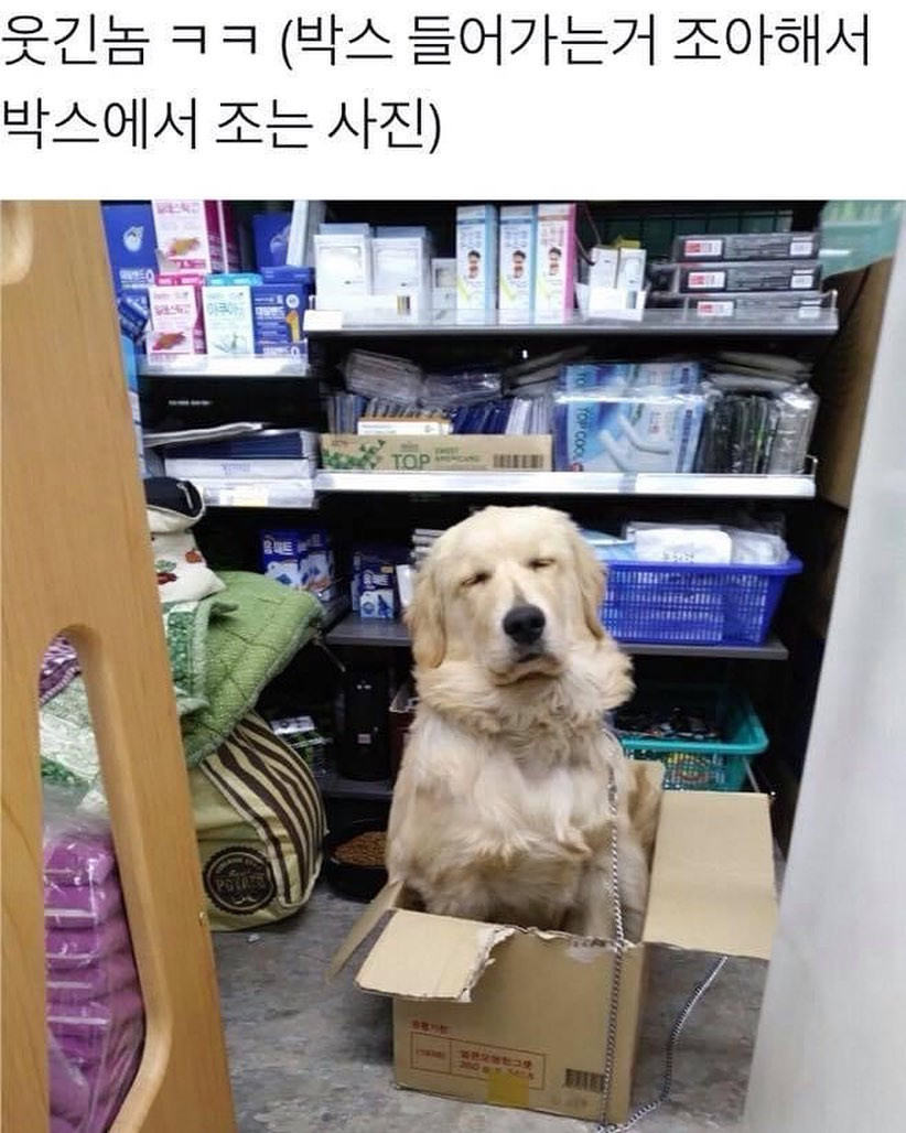 전생에_고양이였던_골댕이.jpg