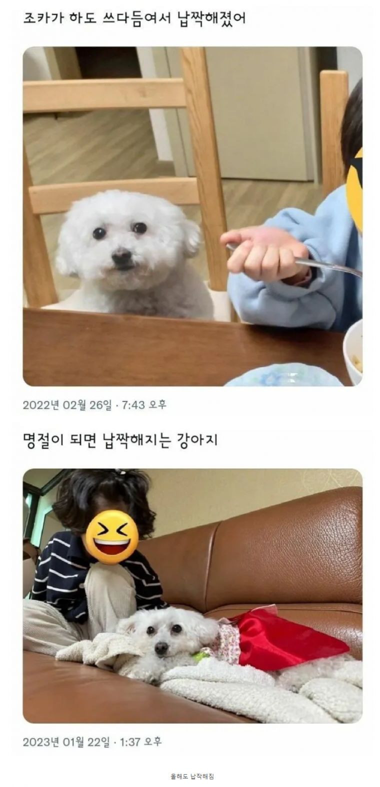 조카가_하도_만져서_털이_납작해진_댕댕이의_하루.jpg