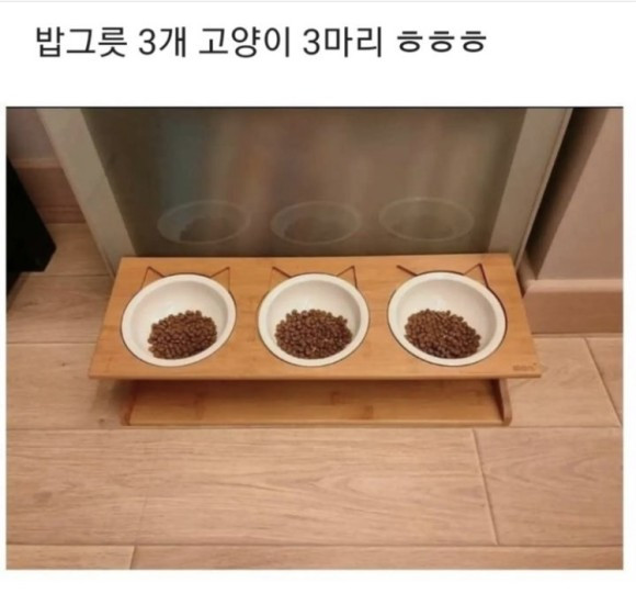 밥을_이상하게_먹는_고양이.jpg