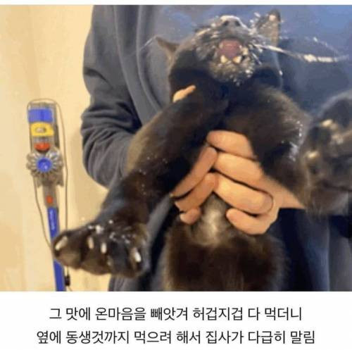 식탐에_미친_고양이_2.jpg