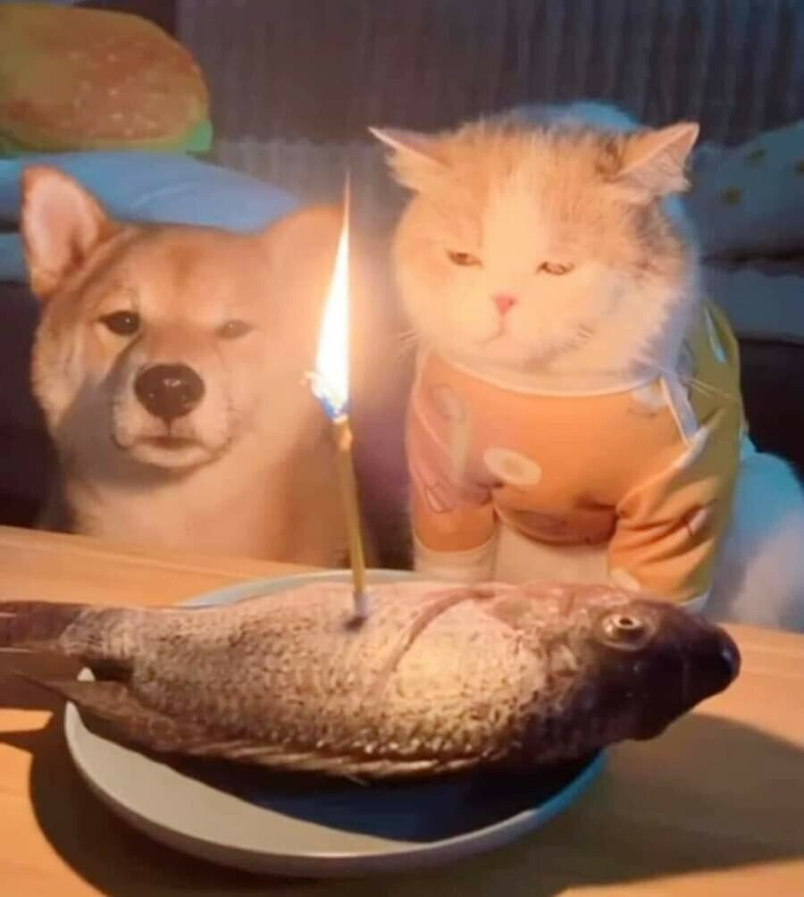 고양이_생일상1.jpg