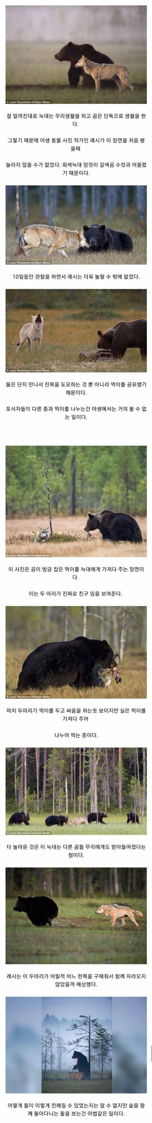 곰과_늑대의_우정.jpg