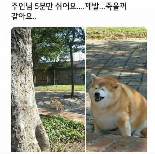 아니.._산책한지_3분_지났는데.jpg