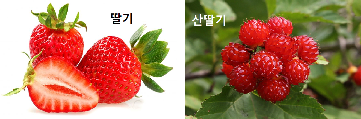 딸기_밸러늣.png