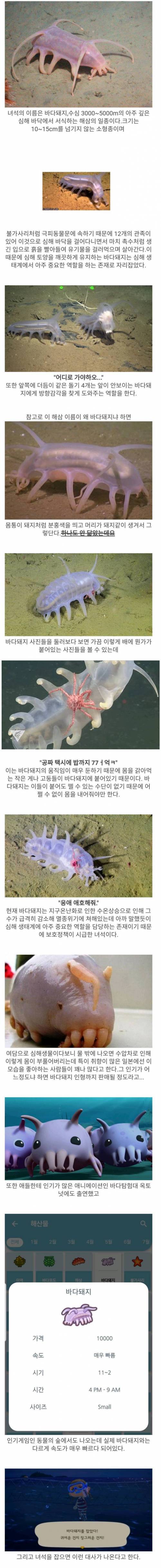 바대에도_돼지가_있대요!!.jpg