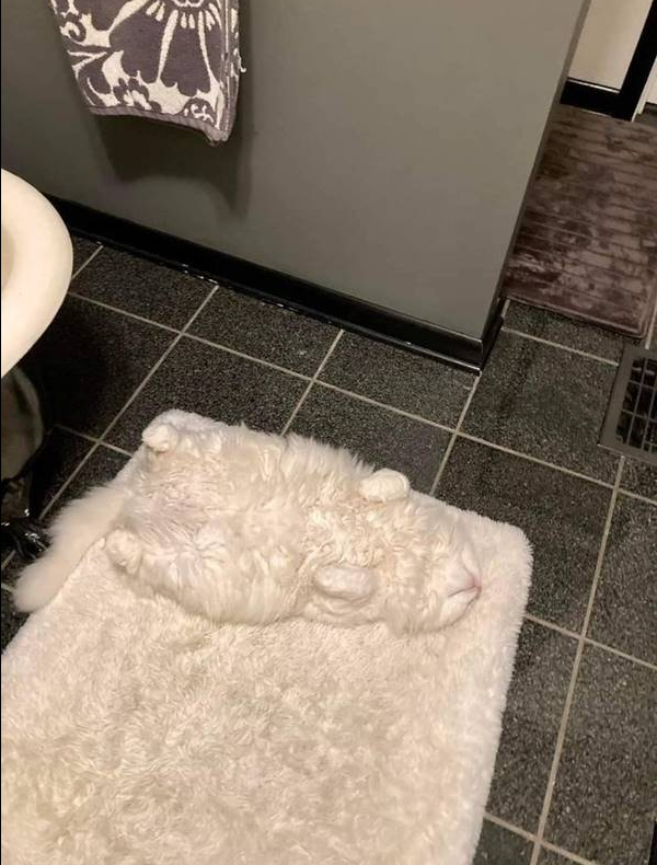고양이.png