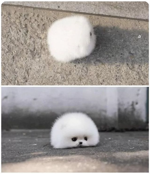 대형견_입장에서_본_작은_강아지.png