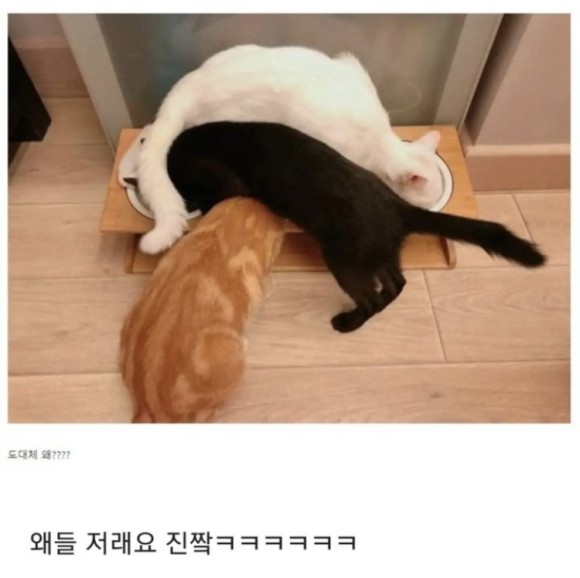 밥을_이상하게_먹는_고양이3_.jpg