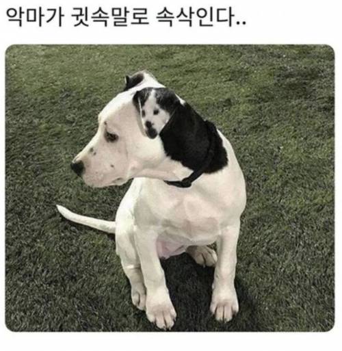 내_귀에_악마가_귓속말로_속삭인다.jpg