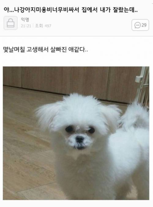 댕댕이_미용_대참사.jpg