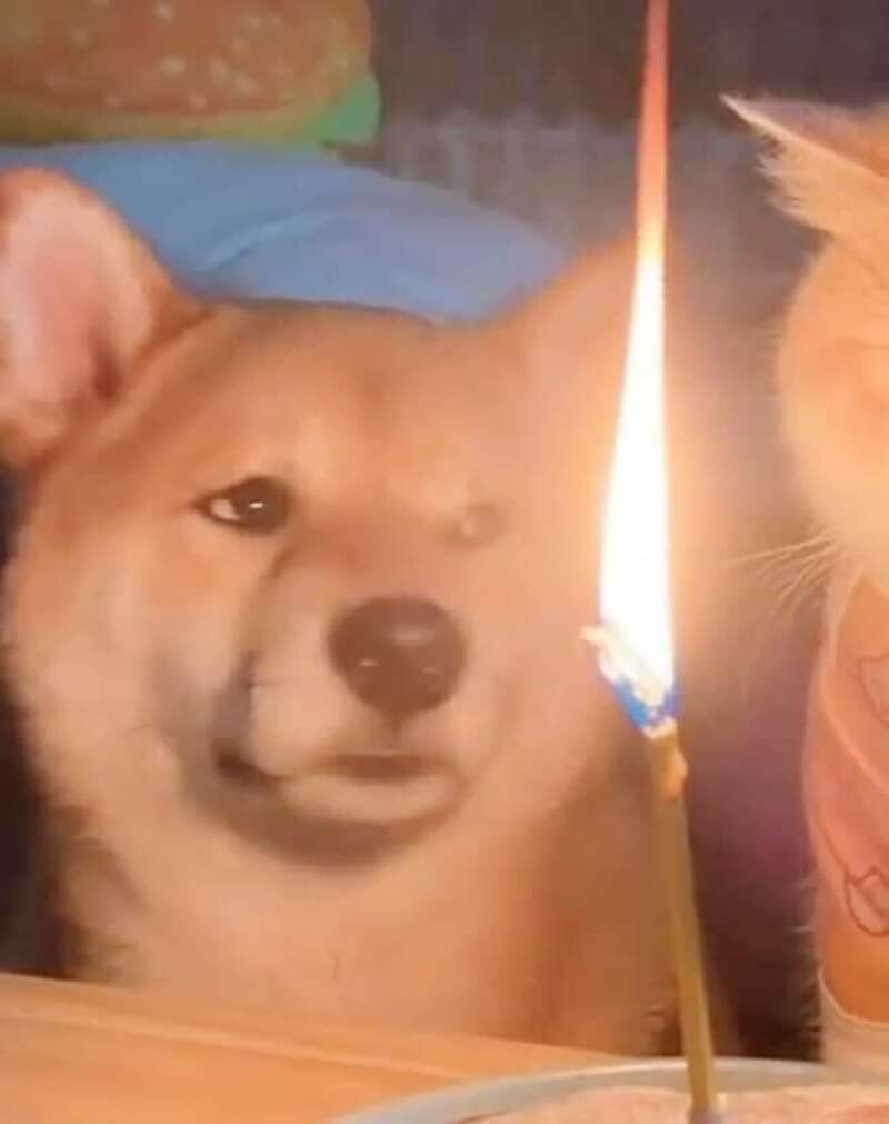 고양이_생일_3.jpg
