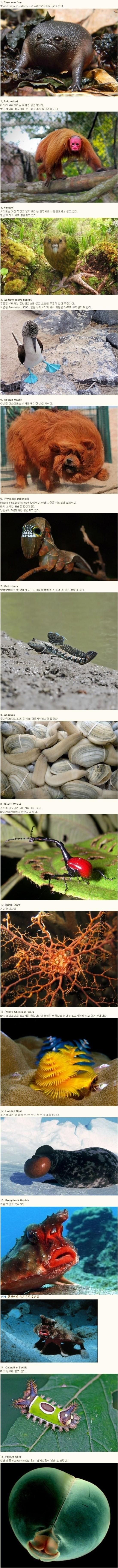현재_지구에_살고_있는_괴상하게_생긴_생물들.jpg