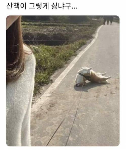 산책이_싫었으면_말로하지.jpg