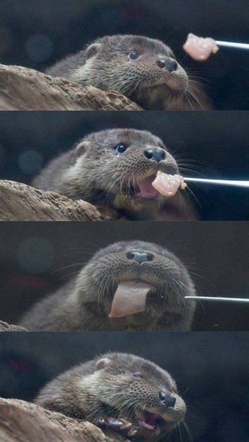 수달이_오징어를_먹을때_모습.jpg