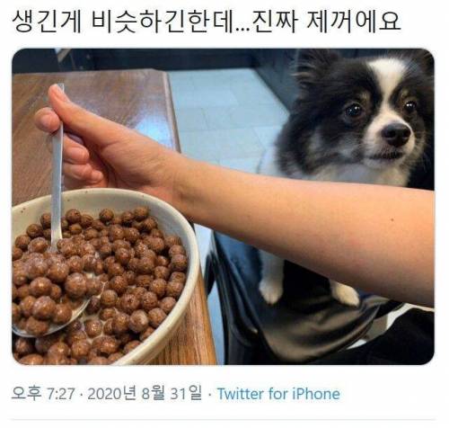 어이_주인_내_사료_왜_먹어.jpg